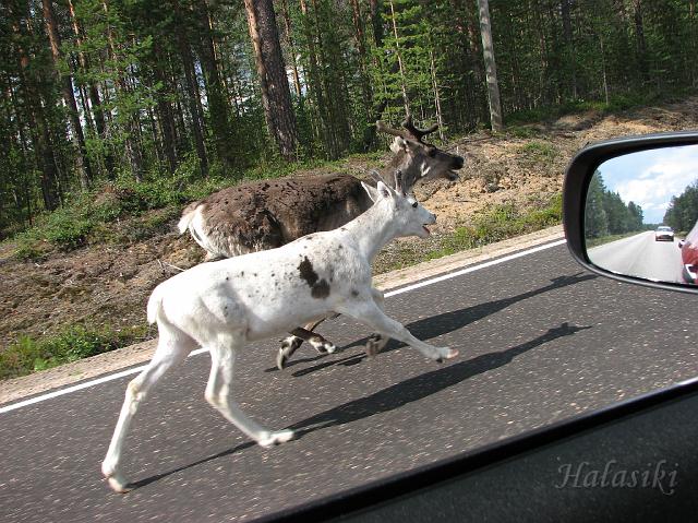 Norwegia (263).JPG - Fińska Laponia - władcy szos